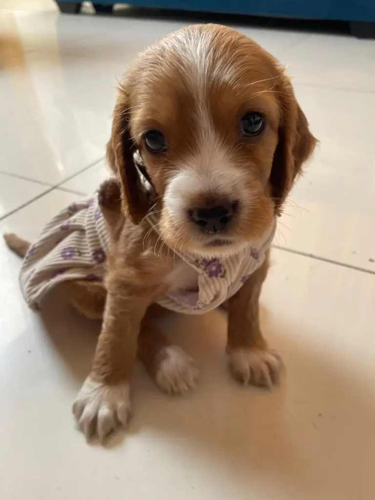 Accesorios y juguetes resistentes para perros en la tienda online Engreídos Pet