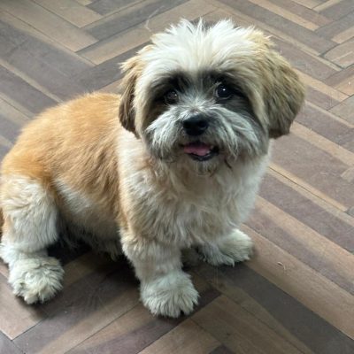 Jugetes para perros y mordedores resistentes para mascotas con mucha energía