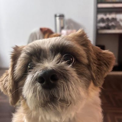 Compra online de accesorios para perros con envío rápido a todo Lima