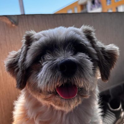 Accesorios para perros y arneses seguros para paseos tranquilos en Lima