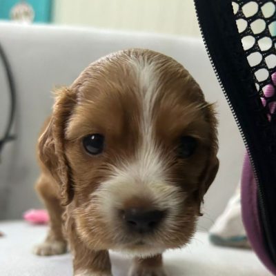 Detalle de accesorios premium para perros que buscan comodidad y estilo