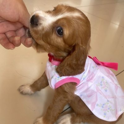 Perro jugando con juguetes resistentes de Engreídos Pet que no se rompen fácilmente
