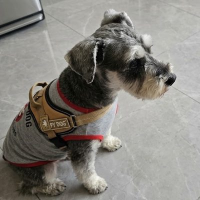Tienda de accesorios para perros - Arnés de seguridad Juguetes resistentes para perros en Lima