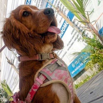 Tienda de accesorios para perros - Arnés de seguridad Juguetes resistentes para perros en Lima