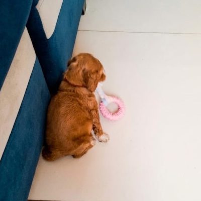 Tienda de accesorios para perros - Arnés de seguridad Juguetes resistentes para perros en Lima